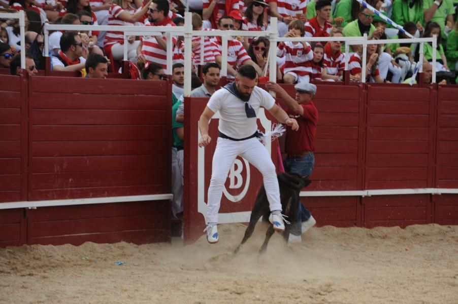 Becerrada, encierros y vaca de la sangría