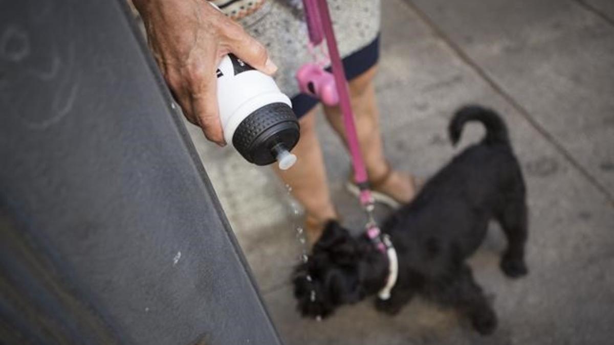 Mataro sancionara a los usuarios  que no limpien los orines de sus mascotas