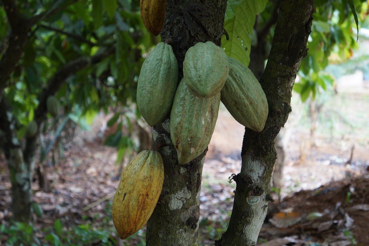 fruta del cacao