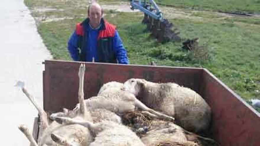 Ángel Herrero, ganadero de Torrefrades, con las ovejas muertas.