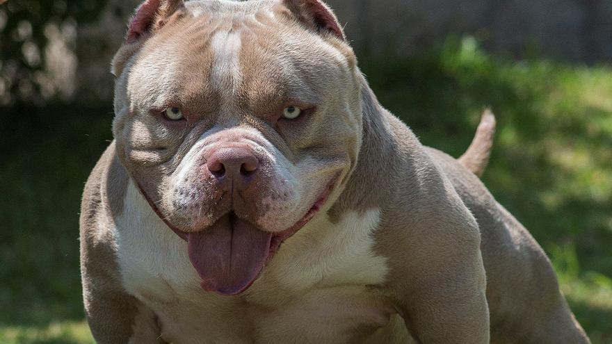 The reason why the UK banned the American Bully XL dog breed