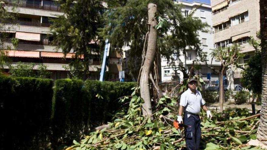 ¿Poda o tala?, de nuevo la polémica