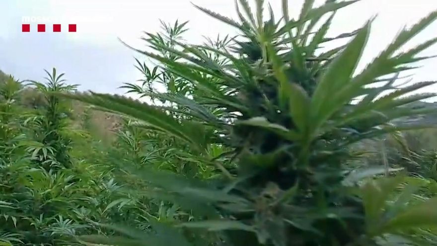 Tres detenidos en una plantación de marihuana con 4.500 plantas valoradas en 3 millones