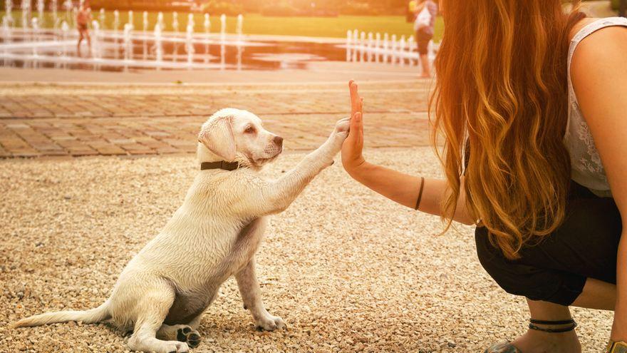 Los cánidos necesitan estar mentalmente activos y estimulados para ser felices y desarrollar todas sus capacidades