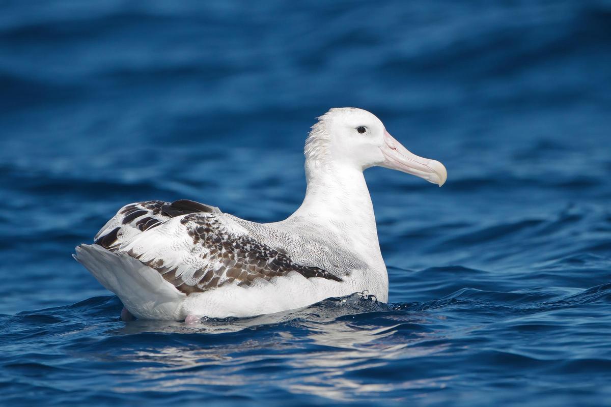 Ejemplar de albatros errante (Diomedea exulans).