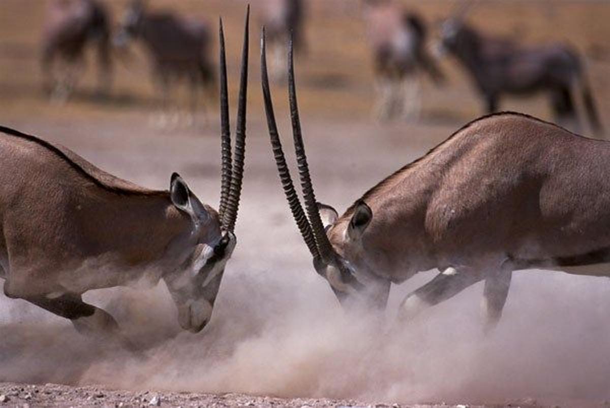 Dos orix luchando en el Parque Nacional de Etosha.