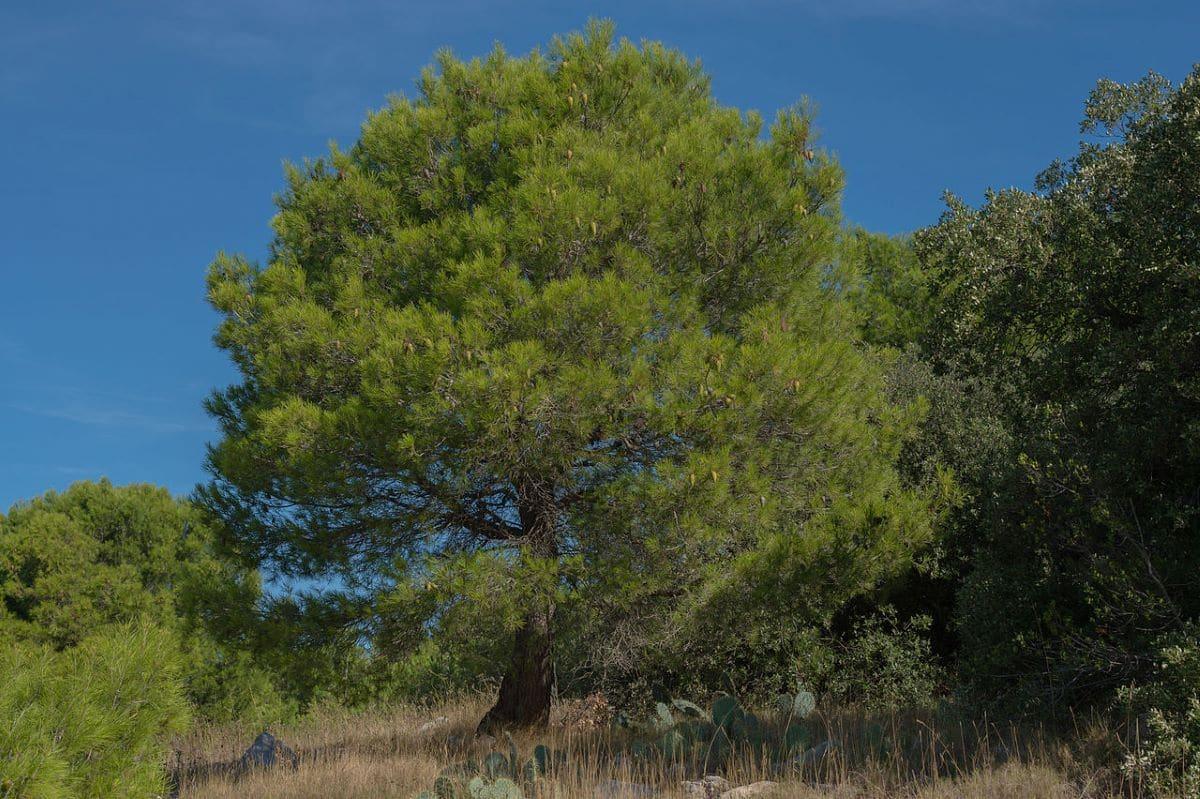 Ejemplar de pino carrasco en España