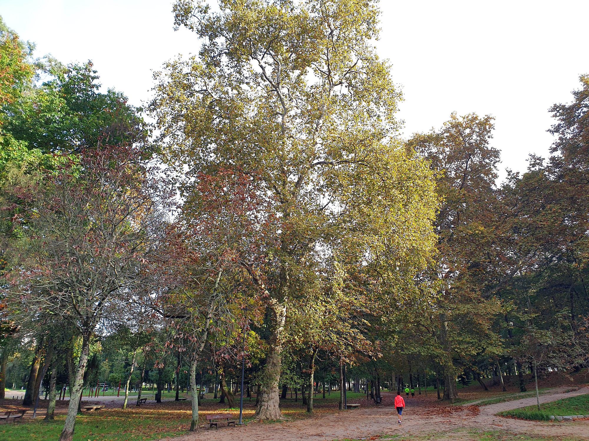 Vigo se tiñe de rojo y oro