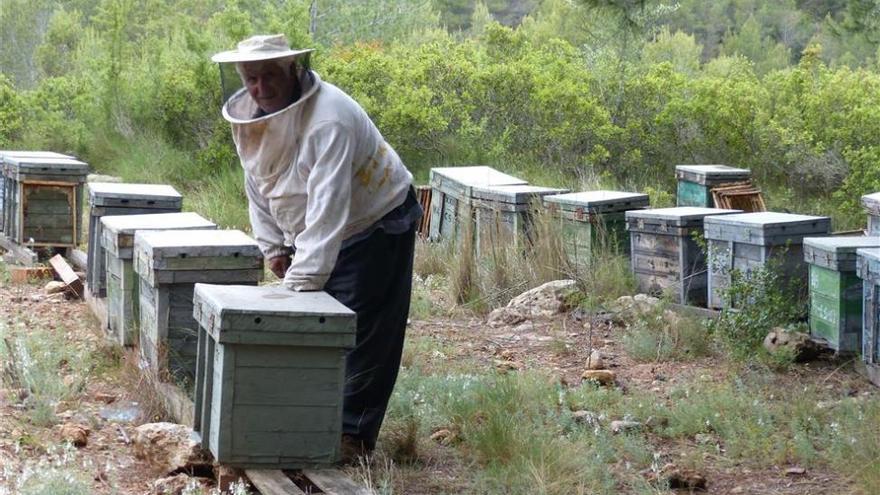 Extremadura acepta el control por los daños del abejaruco en las colmenas