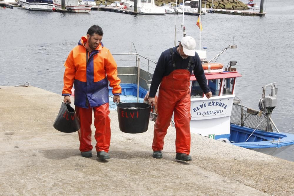 Las primeras descargas de pulpo en el puerto de Bueu // Santos Álvarez