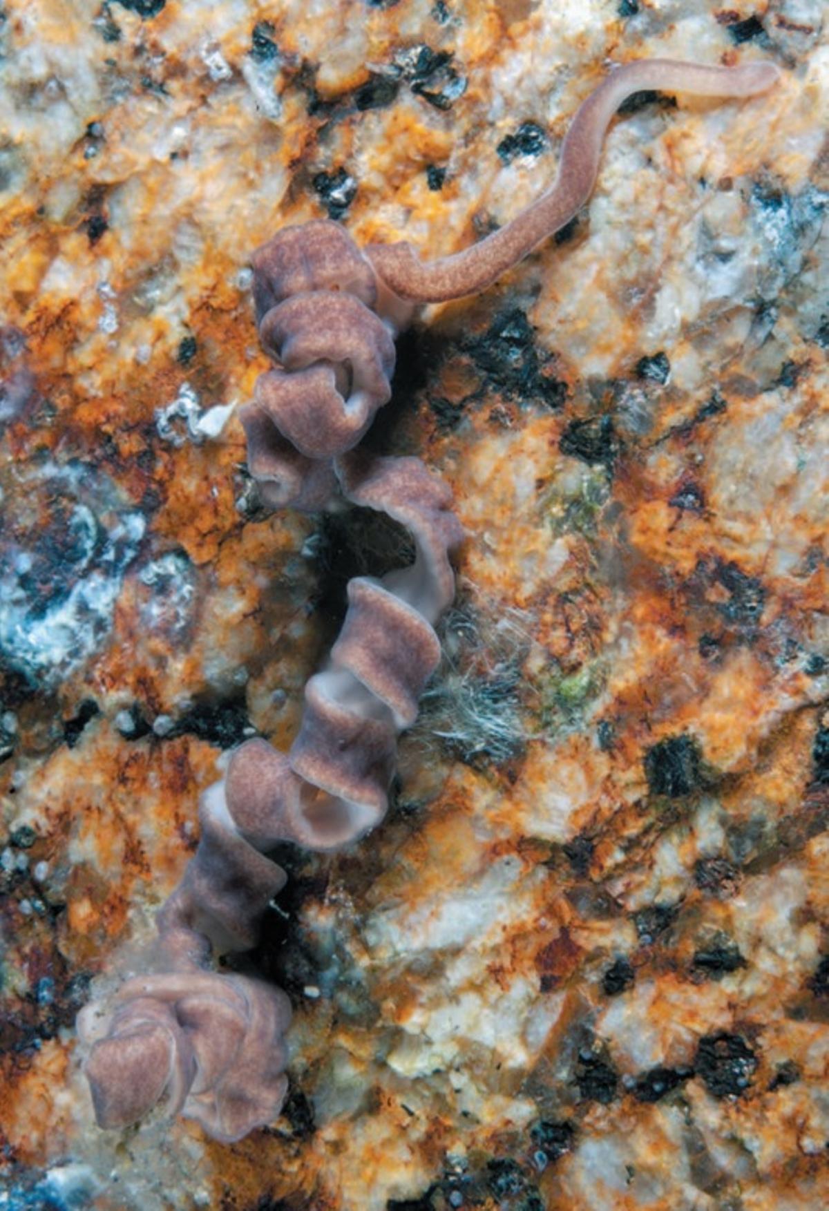 Emplectonema neesii (Örsted, 1843)