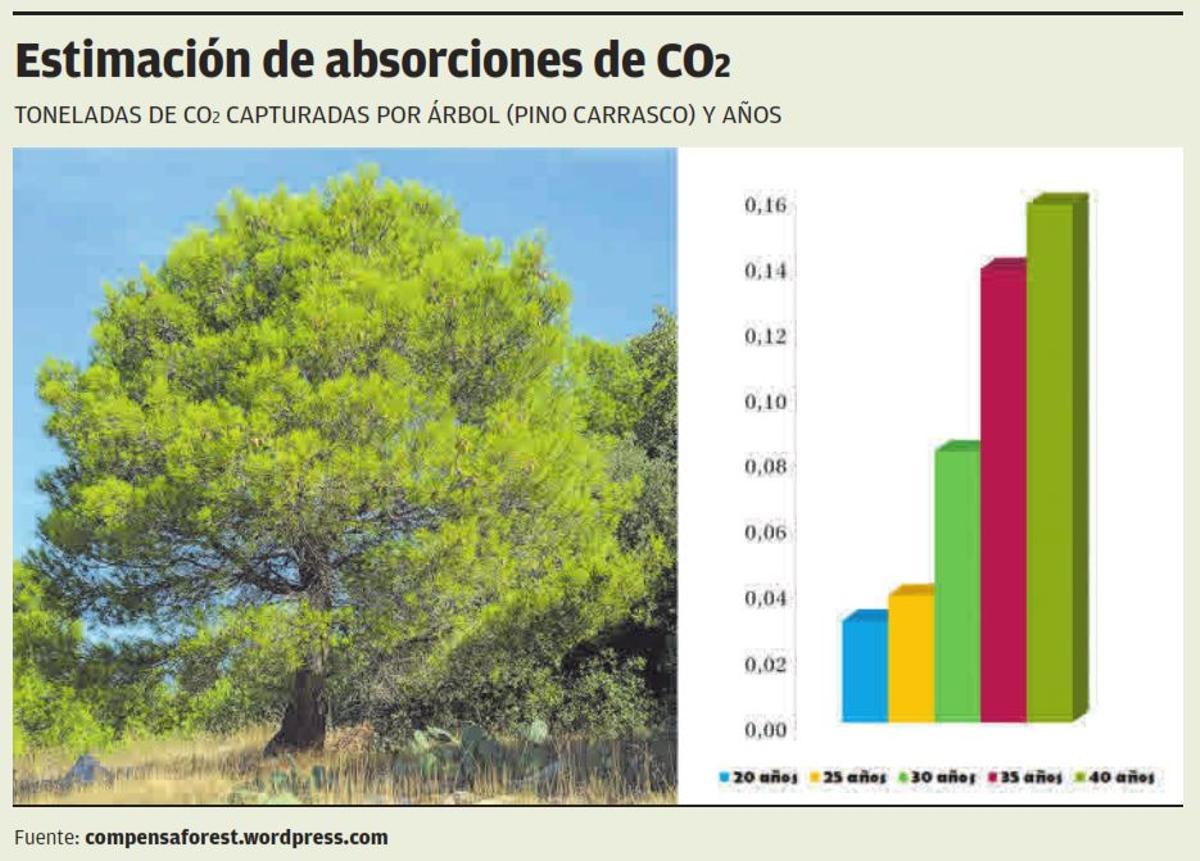 Los bosques del mundo, saturados de CO2