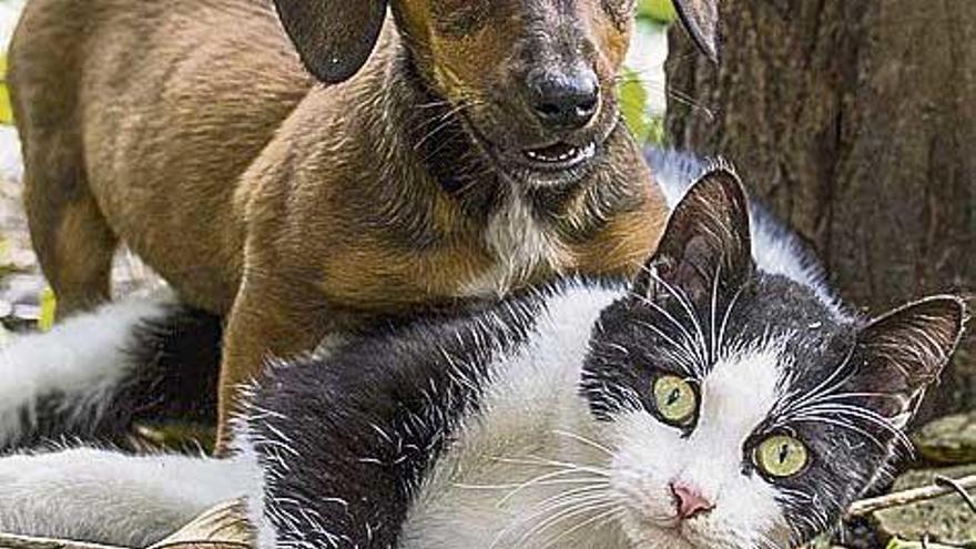 ¿Sabías que los perros nos admiran pero los gatos sólo nos miran?
