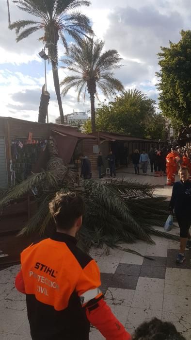 Es el tercer ejemplar de palmera que cae sobre los puestos de artesanía en un mes y los vendedores lamentan la falta de mantenimiento.