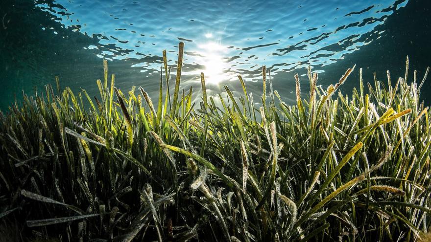 Portocolom | El estado de la posidonia en la bahía, en imágenes