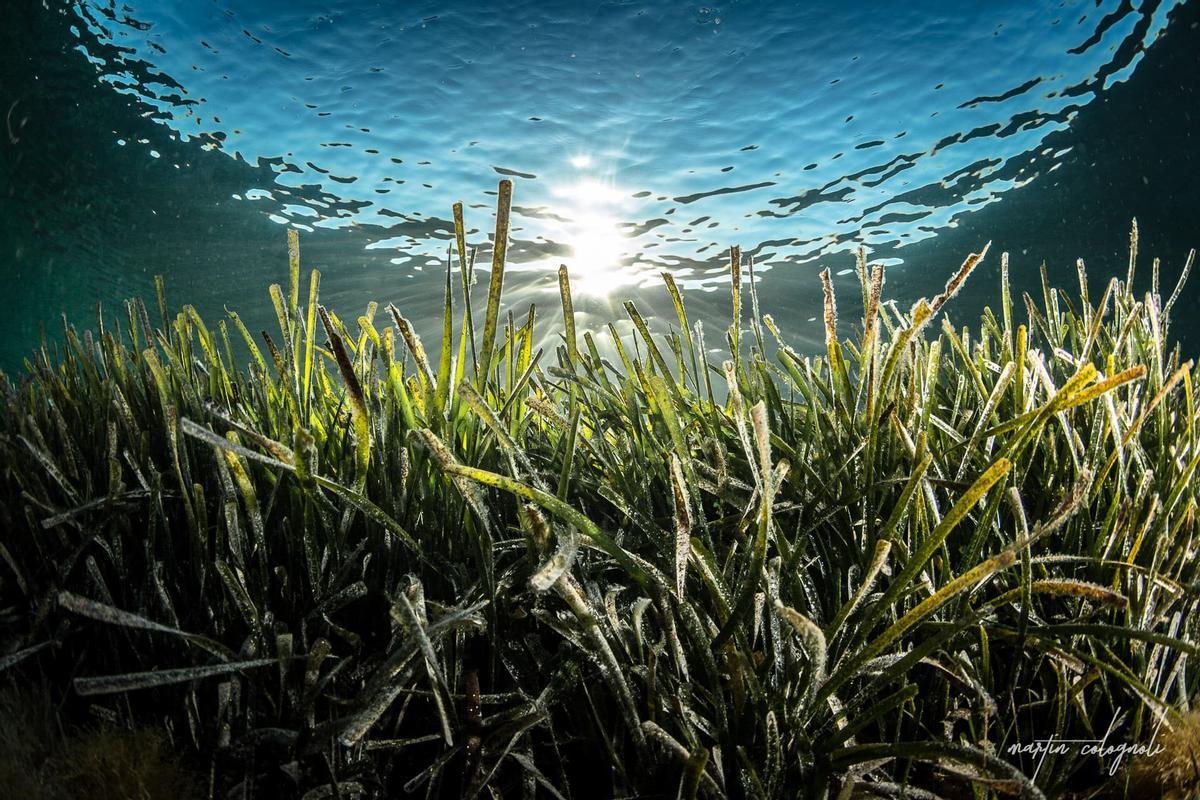 Portocolom | El estado de la posidonia en la bahía, en imágenes