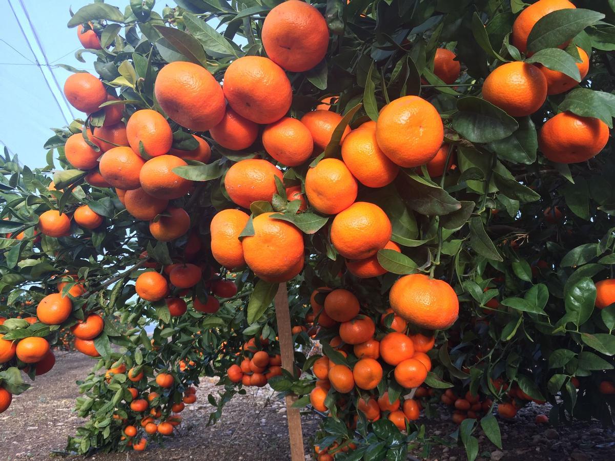 Las mandarinas se venden por el triple que en España en países como Francia.