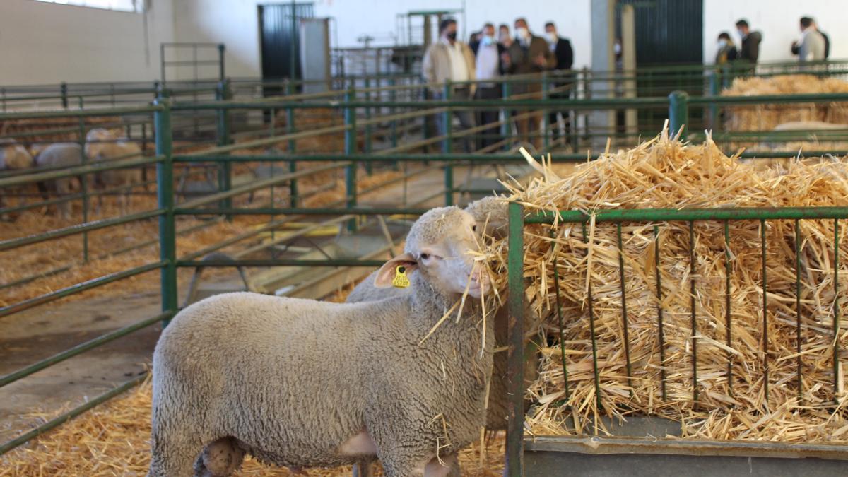 Ejemplares de Merino en la última edición de la Agroganadera.