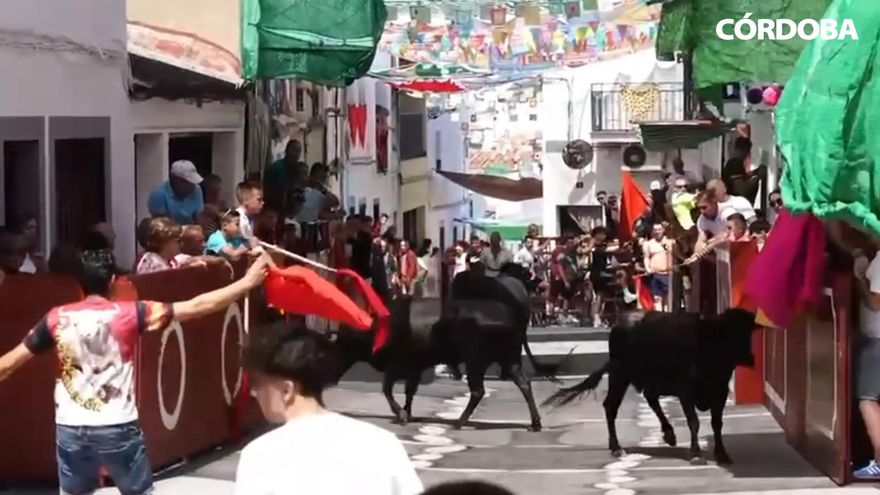 Emoción y carreras en el primer día de encierros de El Viso