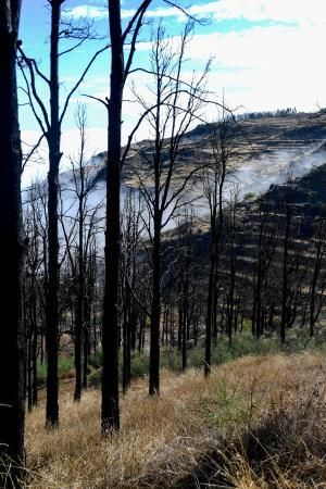 15-10-19 SUPLEMENTOS. ZONA CUMBRERA. ZONA CUMBRERA. Reportaje zonas quemadas tras dos meses. Reportaje triple entrega sobre el paisaje quemado, al cumplirse dos meses. La primera parte será Los tesosos de la Cumbre, en plan más positivo, con los brotes verdes, lugares que visitar. Un segundo con los héroes sin capa, sus protagonistas y una tercera con Lo que el fuego se llevó o Lo perdido, la parte más triste.  Fotos: Juan Castro.  | 15/10/2019 | Fotógrafo: Juan Carlos Castro