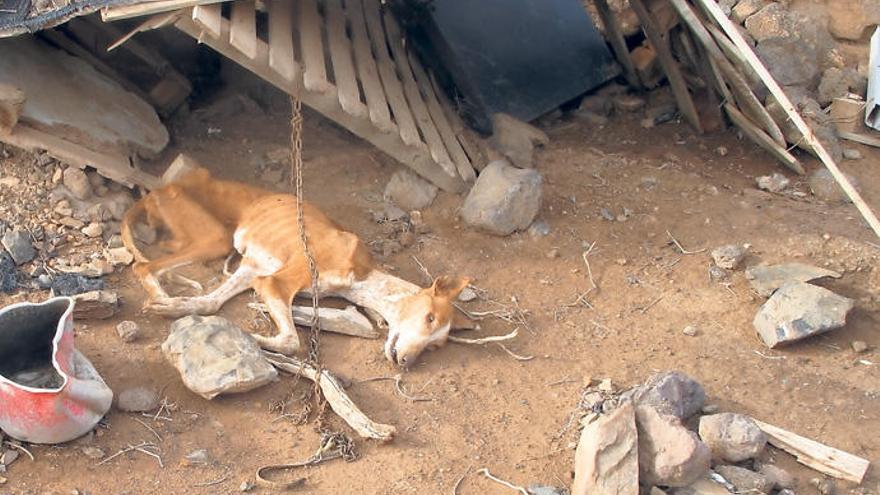 Un galgo abandonado hasta que murió de sed y hambre en un terreno de La Oliva, Fuerteventura.