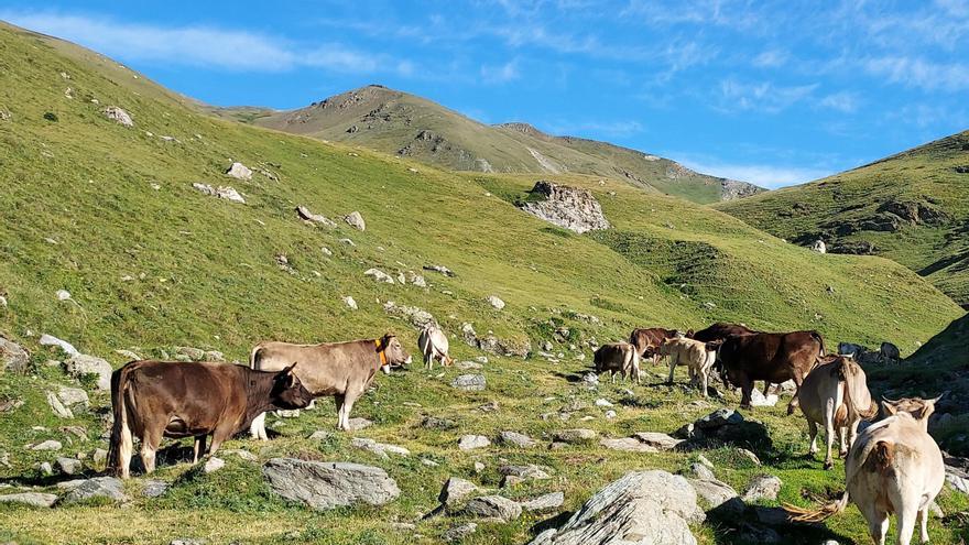 La Vall de Camprodon vol adaptar l&#039;agricultura i ramaderia al canvi climàtic i guanyar autosuficiència energètica
