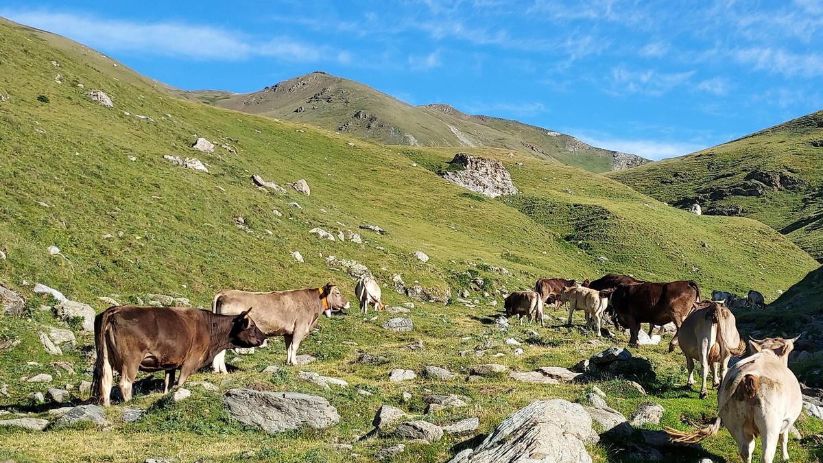 Vaques pasturant a la Vall de Camprodon