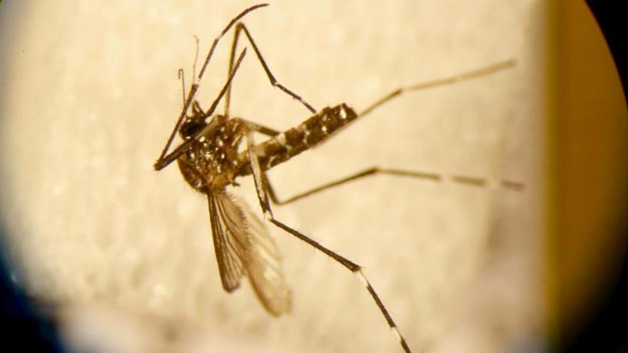 El mosquito tigre, el insecto que más picaduras provoca