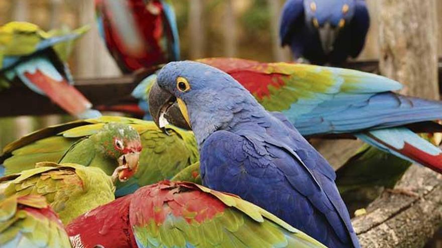 Cuando el principal maltrato hacia un animal puede ser comprarlo