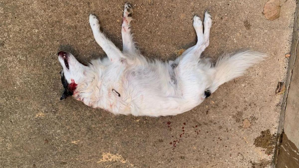 Menut, el collie mestizo, quedó muerto en la calle. |