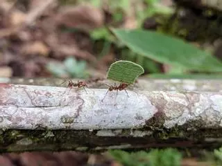 Diez remedios naturales para acabar con las hormigas en casa