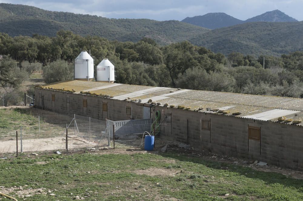 La Granja de Cantallops on denuncien irregularitat