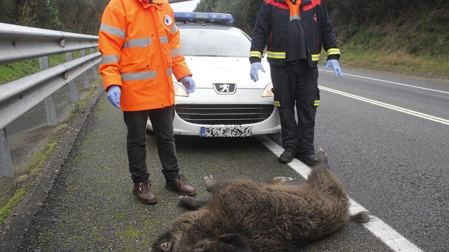 La irrupción de animales en la calzada provoca un siniestro de tráfico cada  8 horas - Faro de Vigo