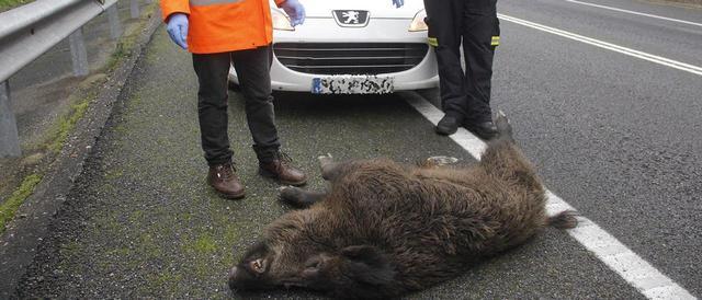 La irrupción de animales en la calzada provoca un siniestro de tráfico cada  8 horas - Faro de Vigo