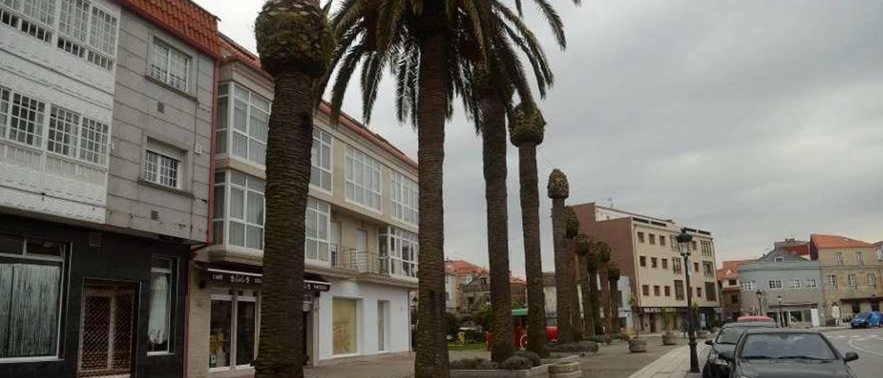 Tan solo una palmera ha resistido el ataque del picudo rojo en la plaza de Os Olmos. // Noé Parga