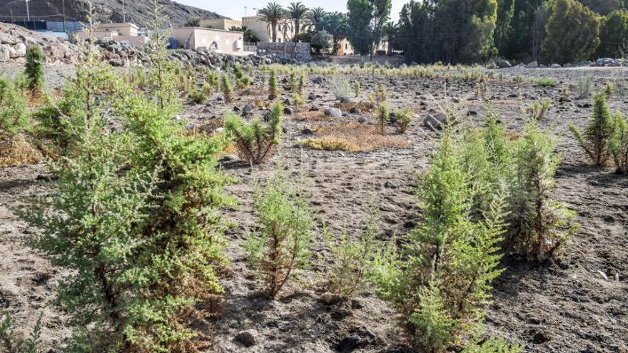 Yacimiento en El Pajar, Mogán