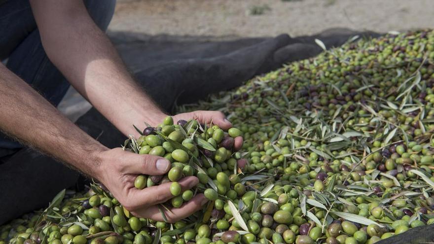 La Fiscalía de Sevilla pide tres años de cárcel para una mujer rumana que tenía trabajando en el campo sin contrato a 11 migrantes