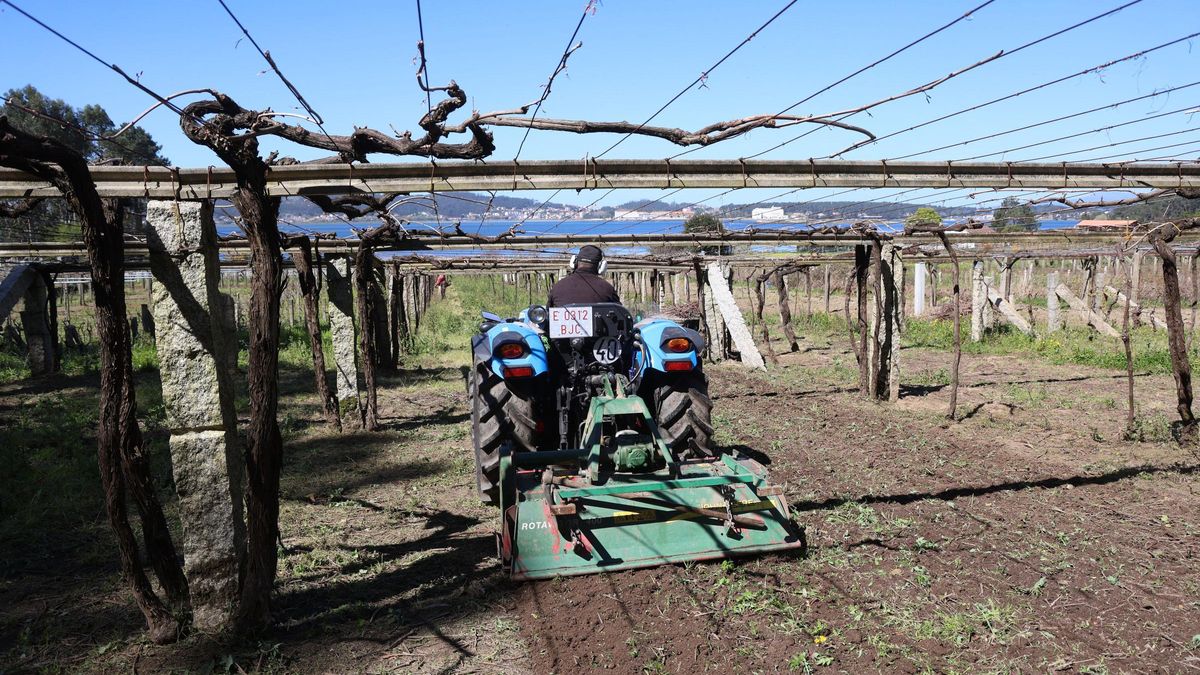 Un tractor remueve el terreno, lo oxigena y esparce el abono.