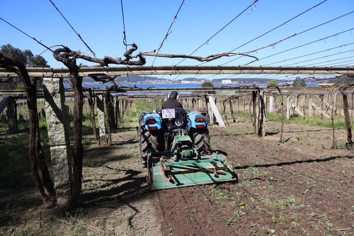 Un tractor remueve el terreno, lo oxigena y esparce el abono.