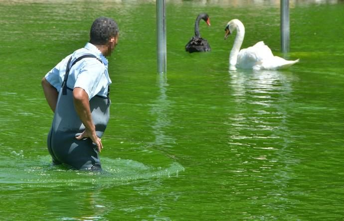 20/08/2018 LAS PALMAS DE GRAN CANARIA. Rescate del cisne blanco mal herido en el Parque Juan Pablo II.    Fotografa: YAIZA SOCORRO.