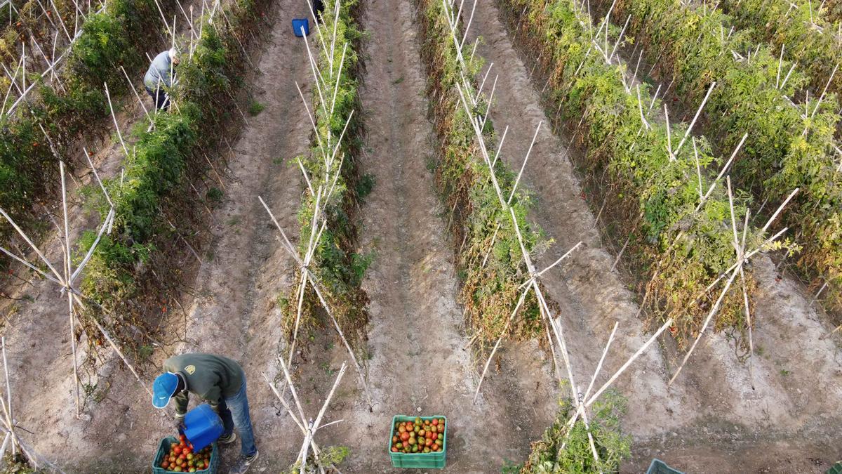 Recogida de tomates en un campo de Elx.