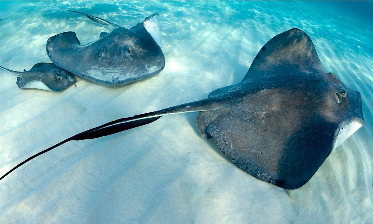 Así es el espacio protegido para rayas y tiburones en Murcia y Alicante