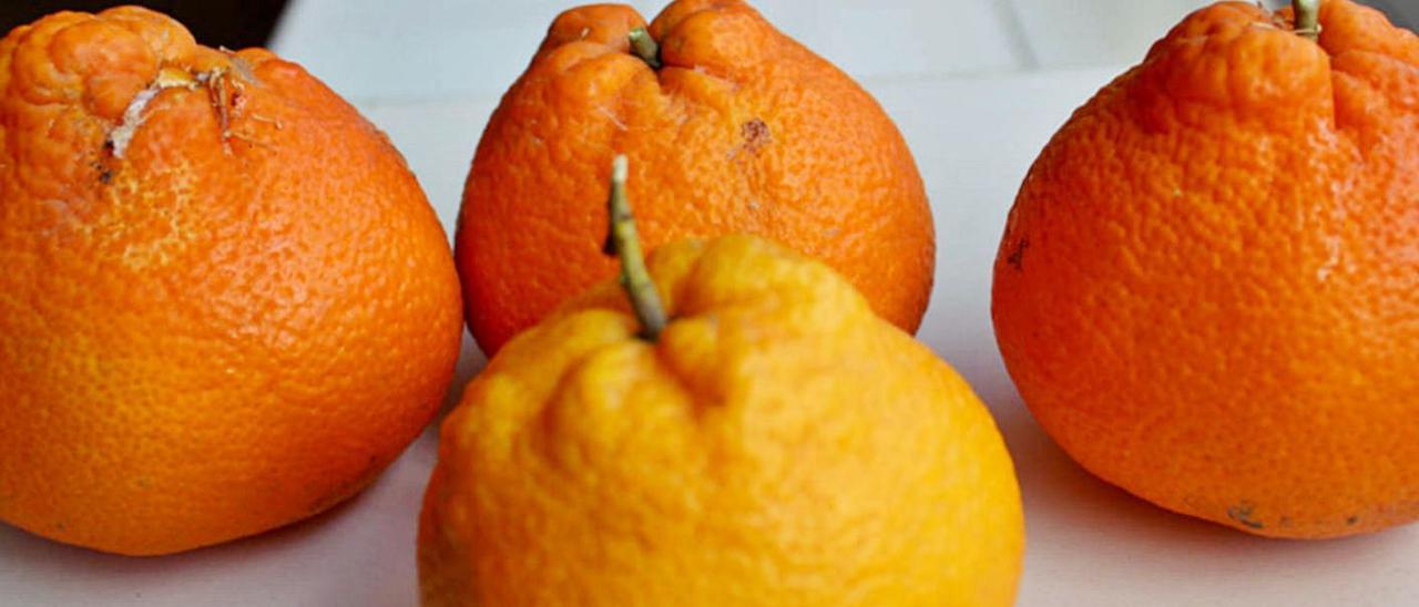 Naranjas deformadas por el impacto del ‘cotonet’. | LEVANTE-EMV