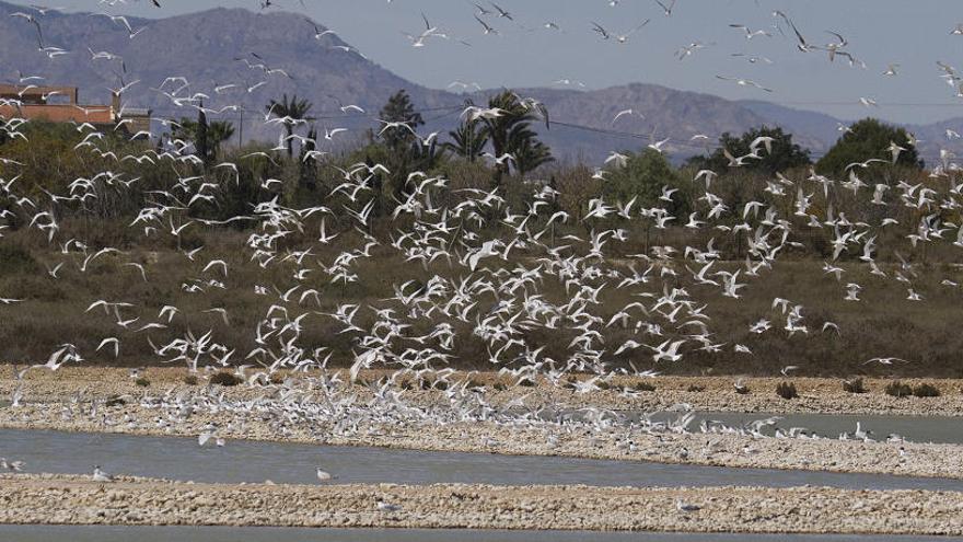 Ecologistas piden más protección para humedales de Elche, Santa Pola y Torrevieja