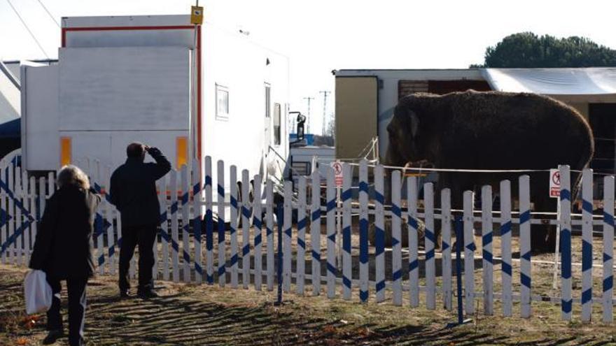 Siguen las críticas por la instalación del circo en Pinilla (Zamora)