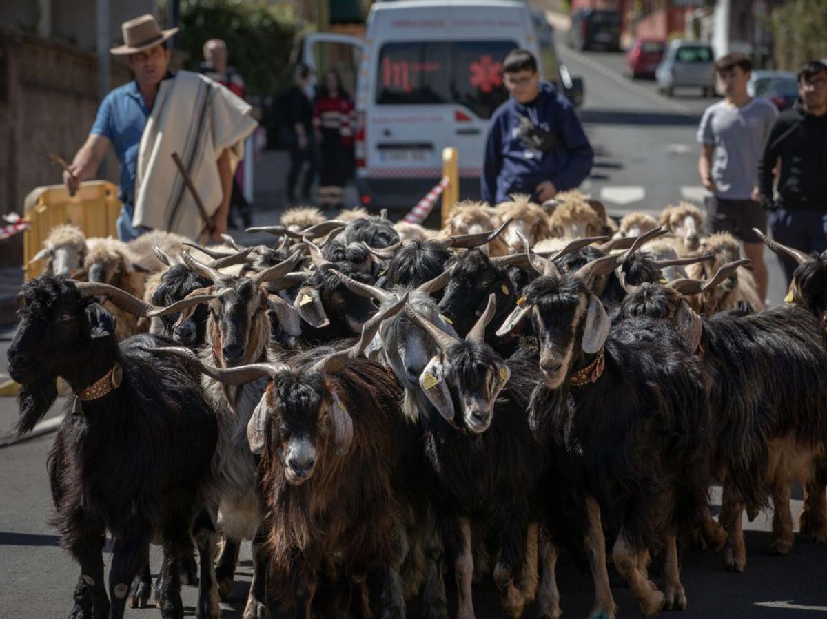 Rebaño de cabras por una de las calles de El Rosario. | | E.D.