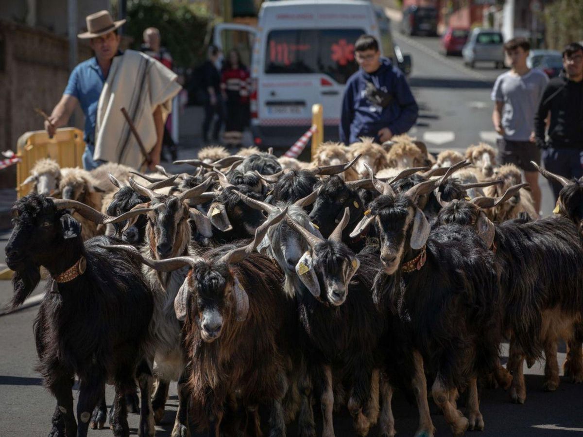 Herd of goats along one of the streets of El Rosario. | | ED