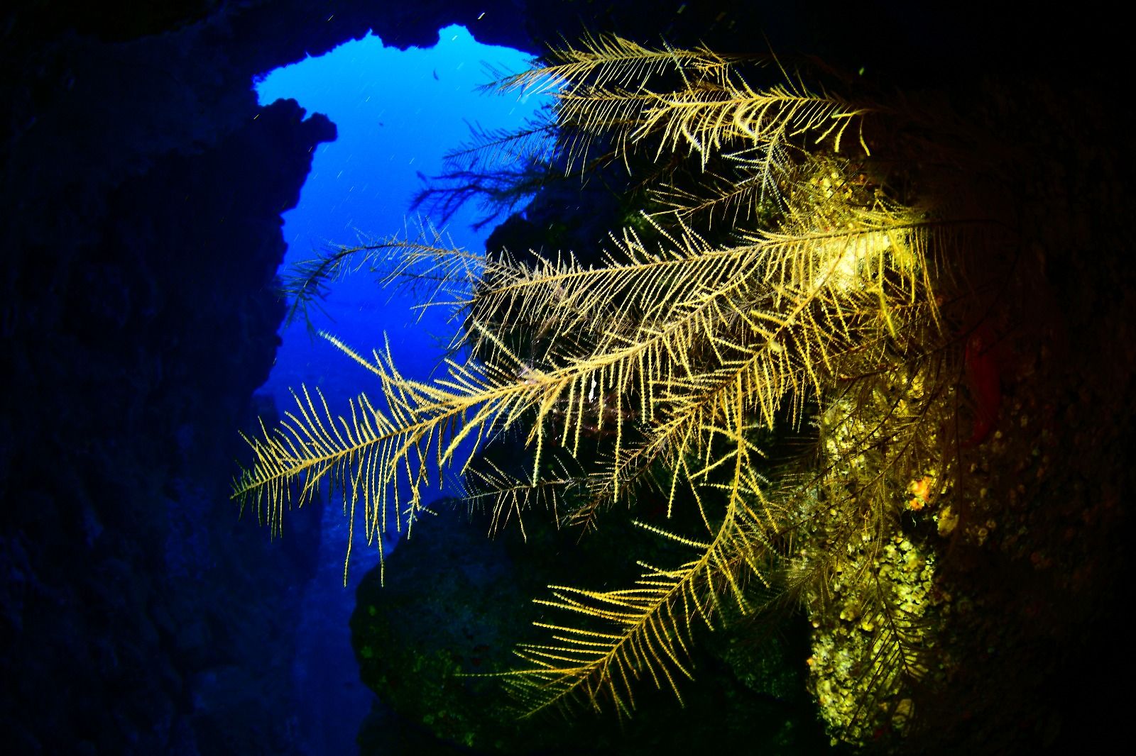 Imágenes del Campeonato de Foto Submarina de El Hierro