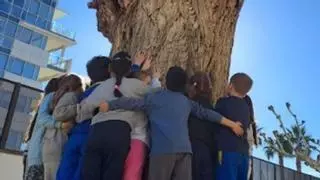 Recullen firmes per salvar l’arbre centenari de l’escola Narcís Monturiol de Roses
