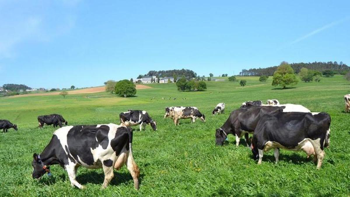 Vacas pastando en los terrenos públicos del CIAM.